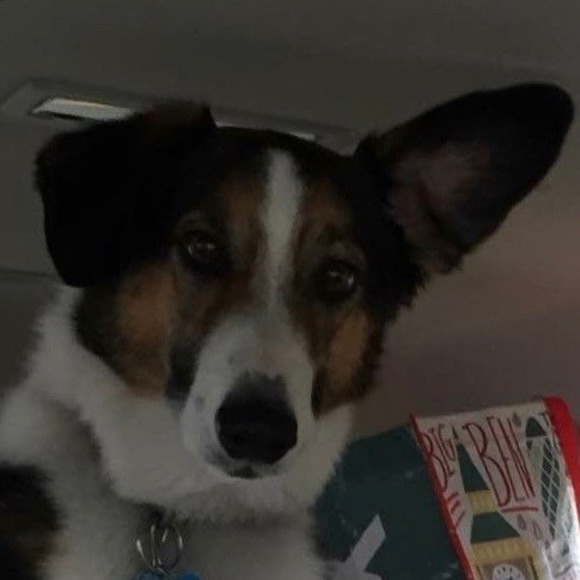 Meet your Posher, Ranee - Picture 1 of 1